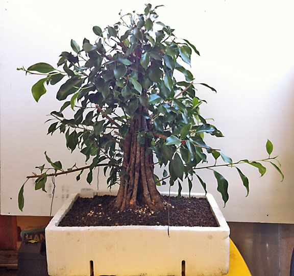 Final prune. Root pruned and repotted into foam box for more room to expand root spread.